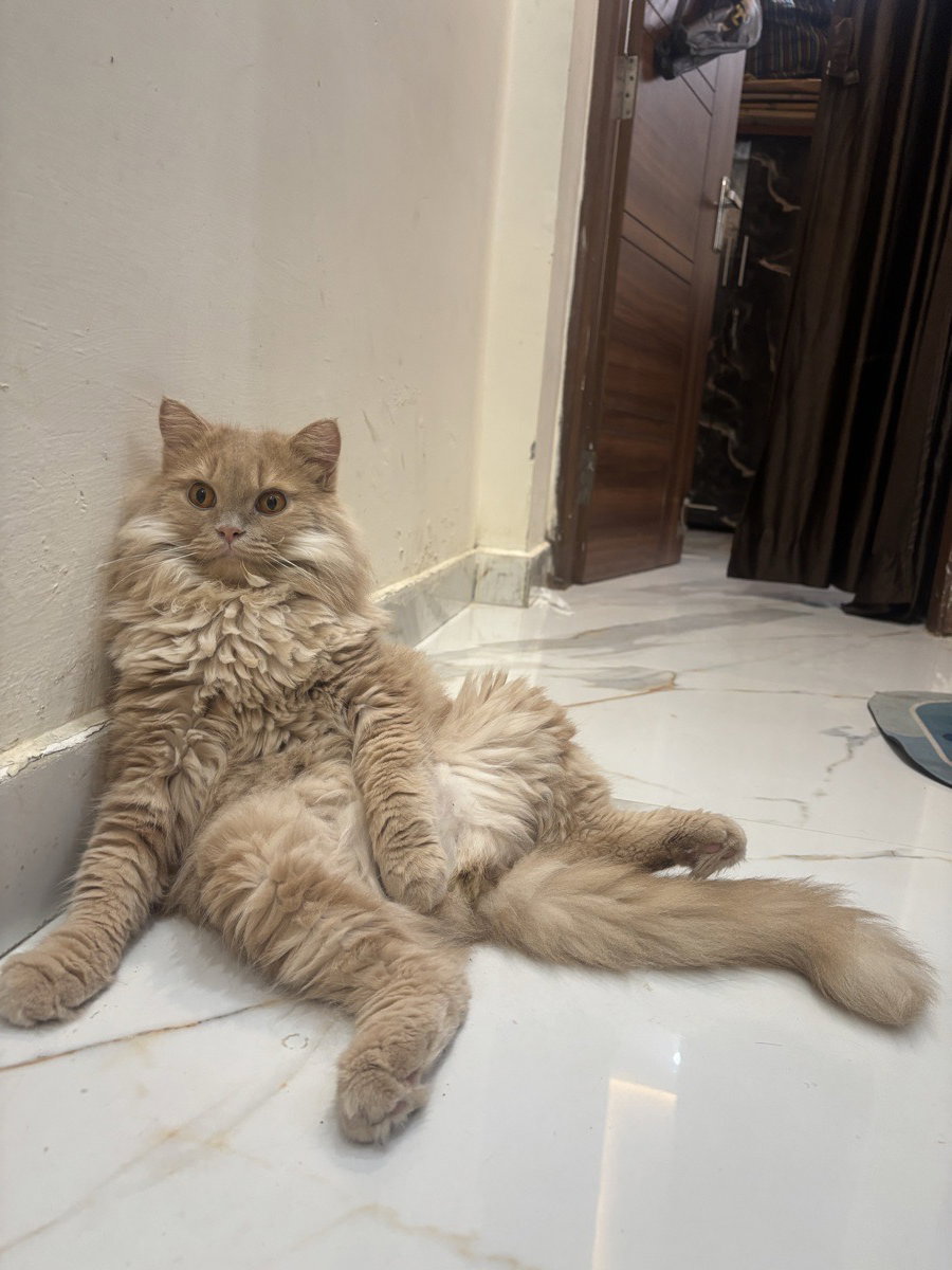 Zaina's home photo 4
