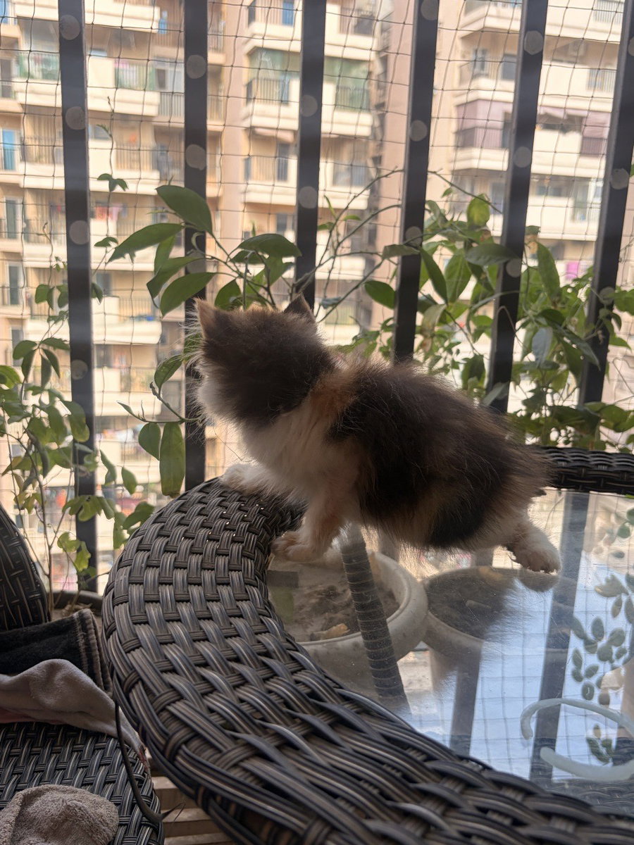 Siddharth's listing photo 3
