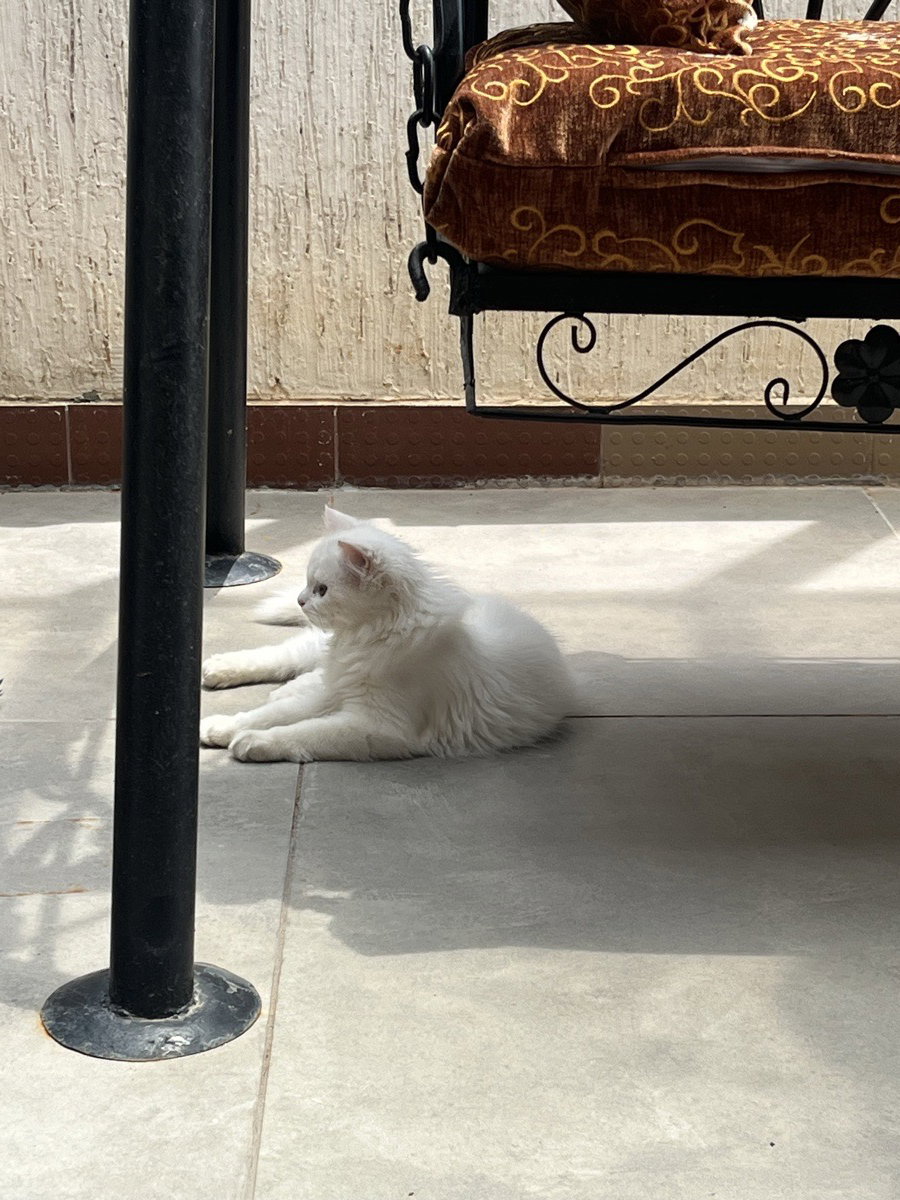 Sadiya's home photo 1