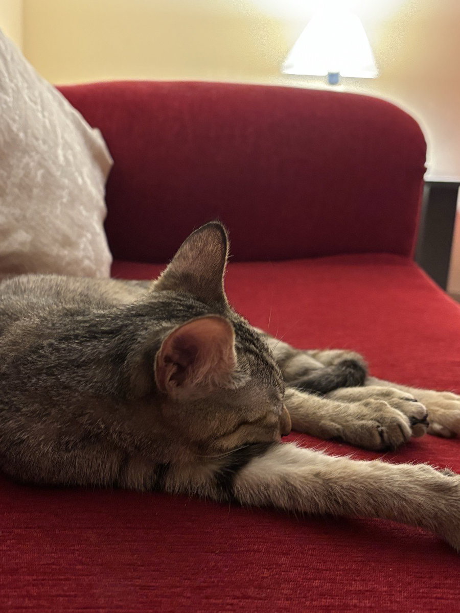 Pallavi's home photo 9