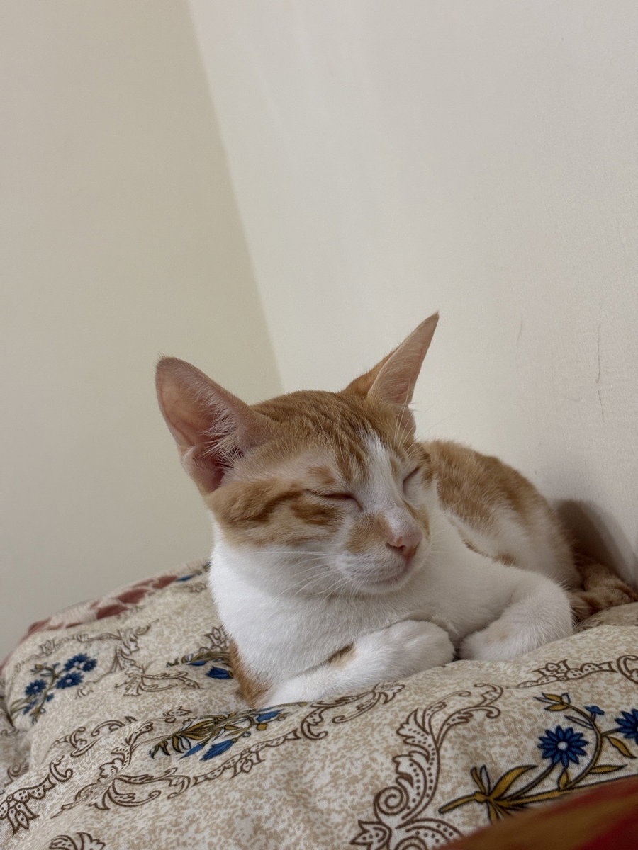 Suryansh's listing photo 3