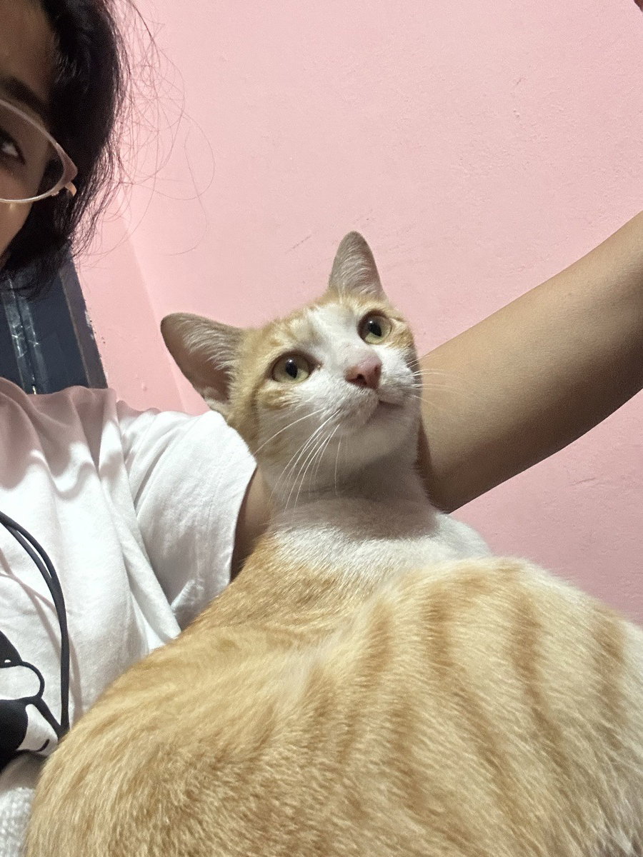 Meesala's home photo 3