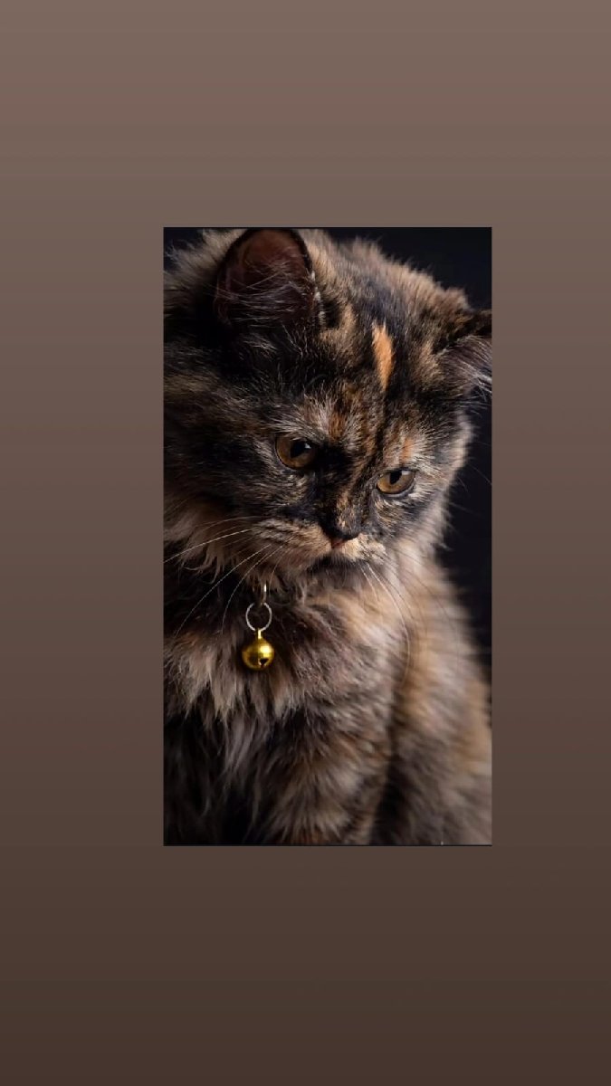 Muiz's profile photo