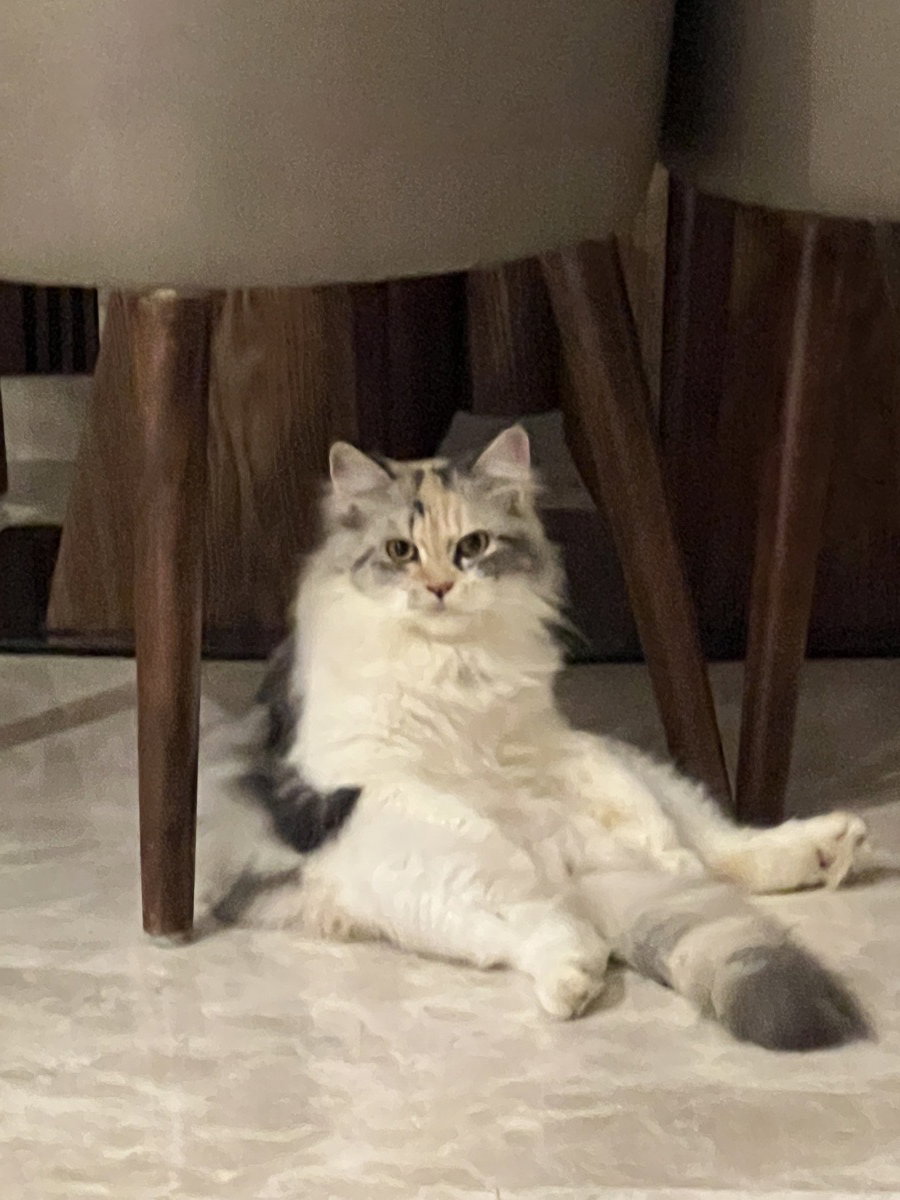 Farha's profile photo