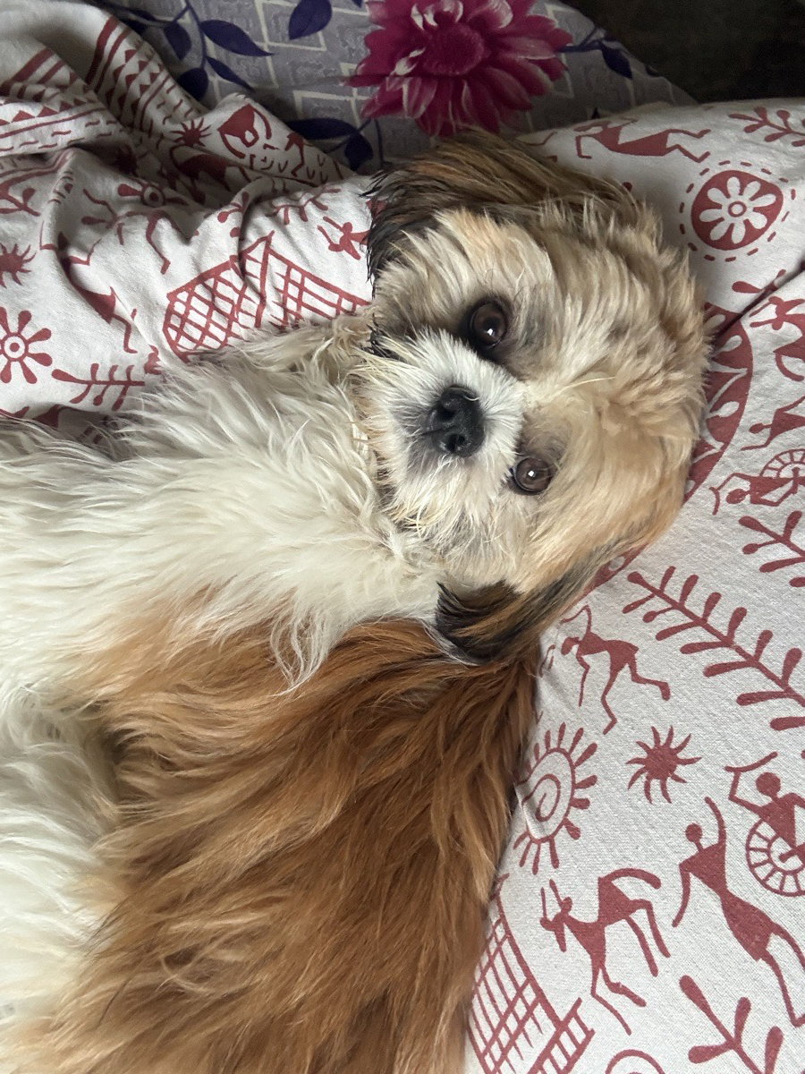 “A little Muffy magic in my day ✨🐶
