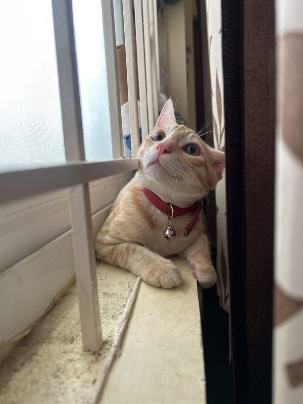 Lex stayed with me and settled right in. 13–20 Sep