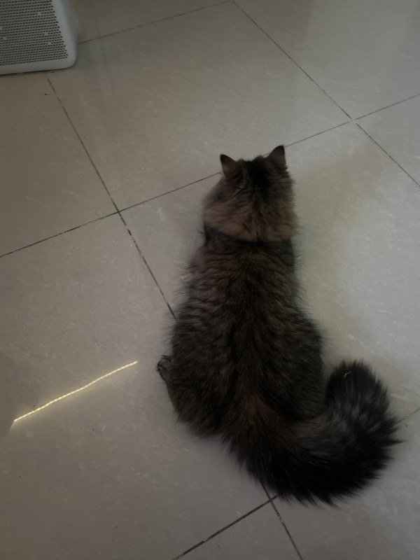 Billu stayed with me and settled right in. 15–20 Sep