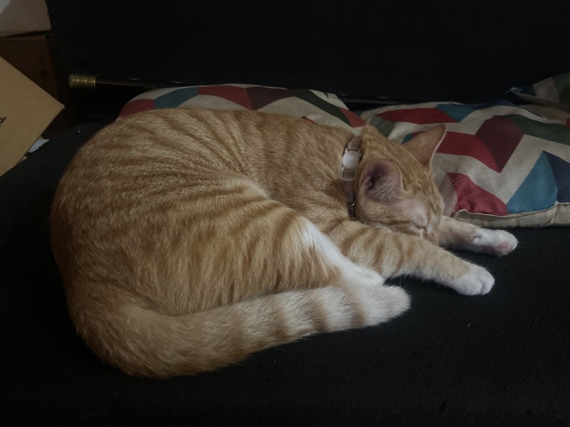 Kuku & Pompei stayed with me and settled right in. 1–9 Oct