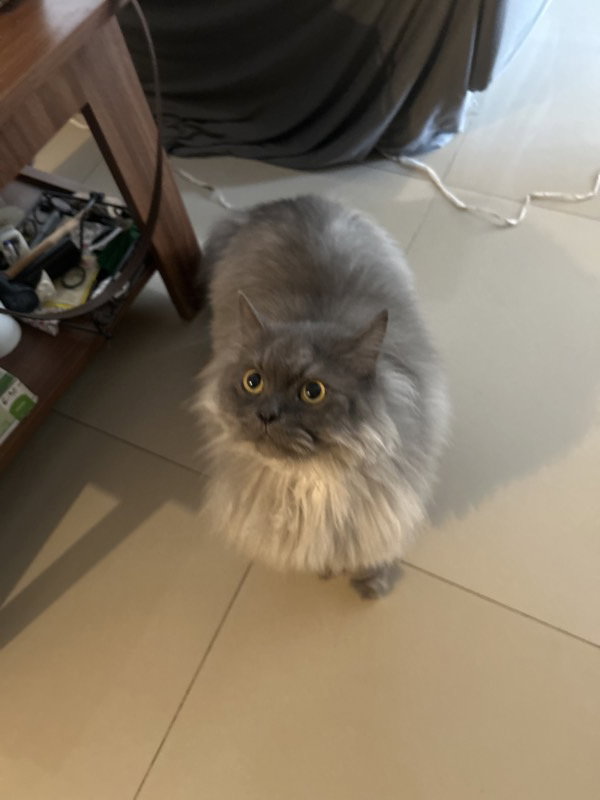 I looked after Orion at home. 14–16 Sep