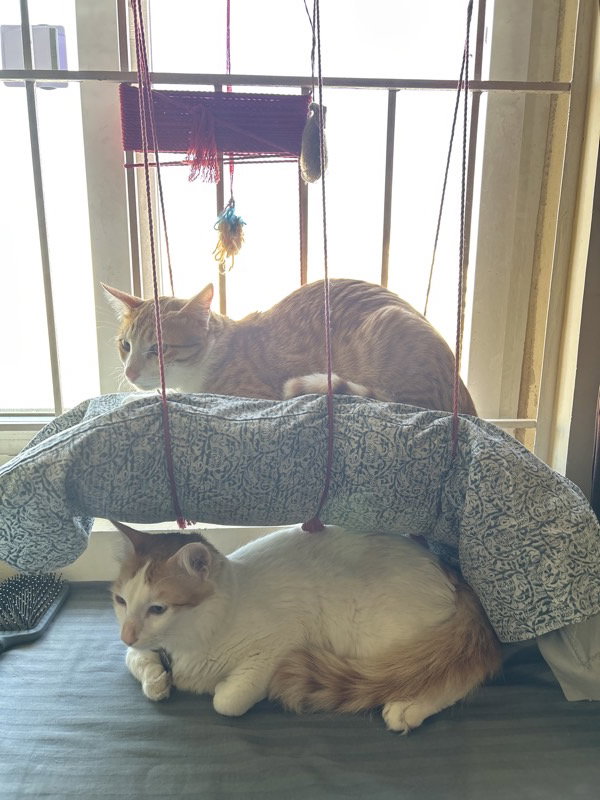 I cared for Melon & Coco from 9–14 Sep.