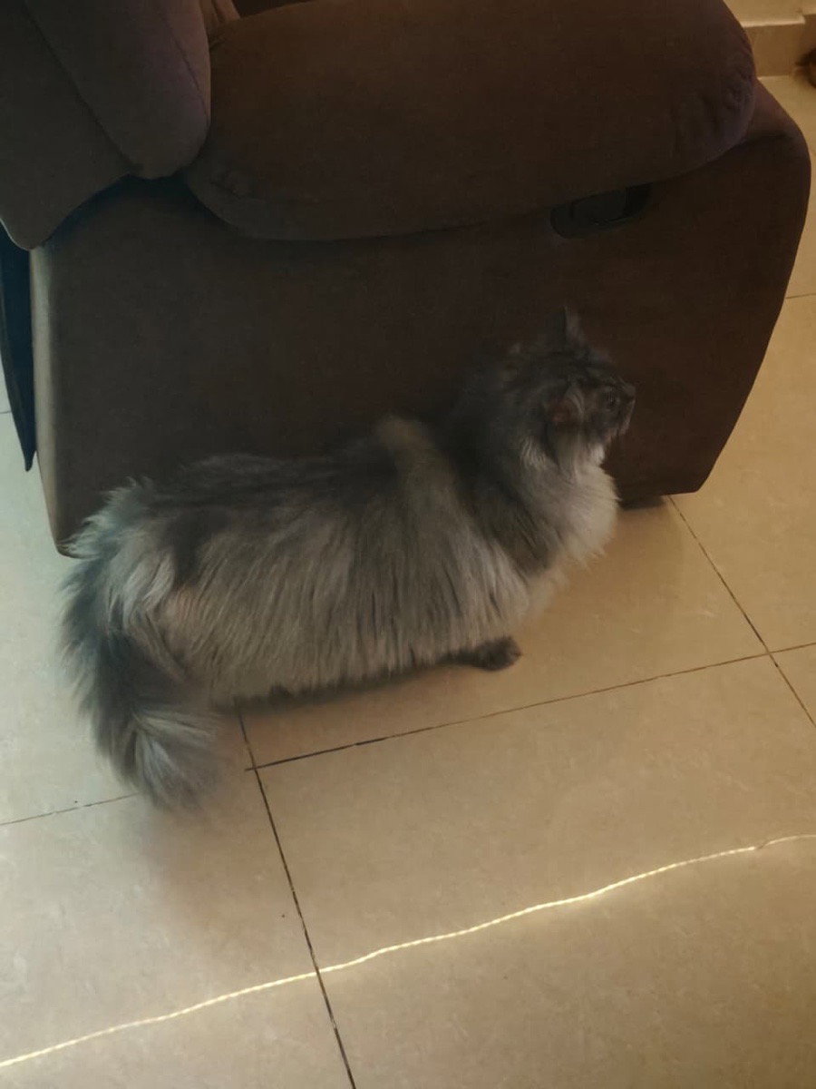 Orion stayed with me and settled right in. 26 Sep–1 Oct