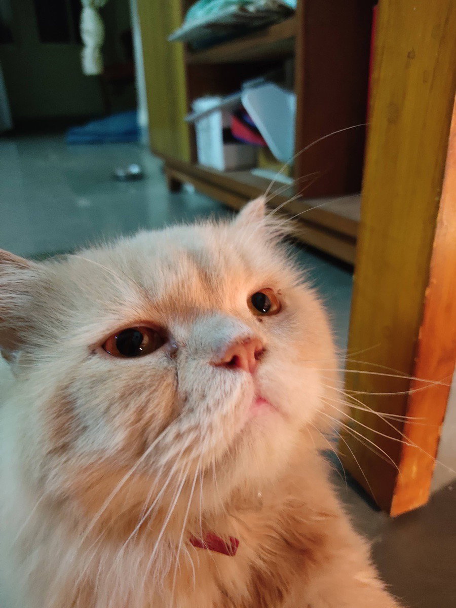 I can never forget this face. Coco ❤️❤️!!