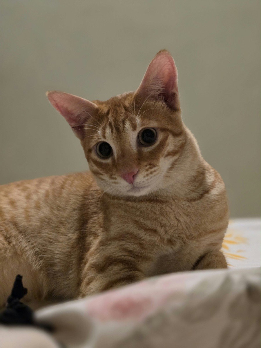 Simba stayed with me and settled right in. Loved hosting Simba 18–20 Sep