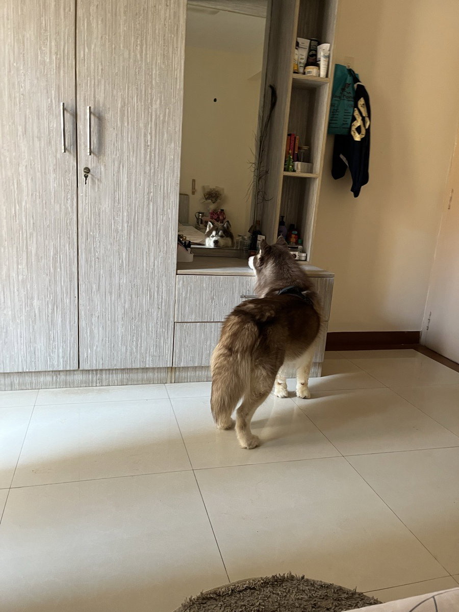Togo is a diva