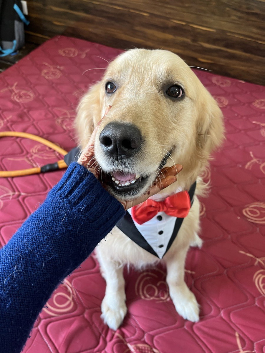 We are new here so meet Harry everyone! 🥳