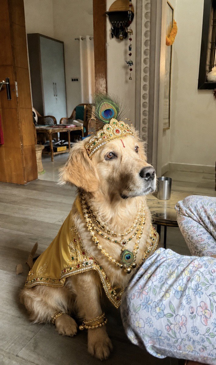My Laddu Gopal π¦ππͺπΆπ§