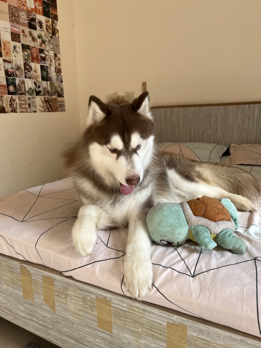 Togo is all settled in at his new home for a few days ❤️