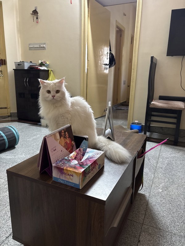Lily stayed with me and settled right in. 2–5 Oct