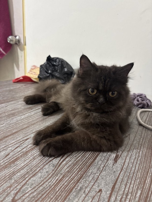 Zoey & Felix stayed with me and settled right in. 4–5 Oct