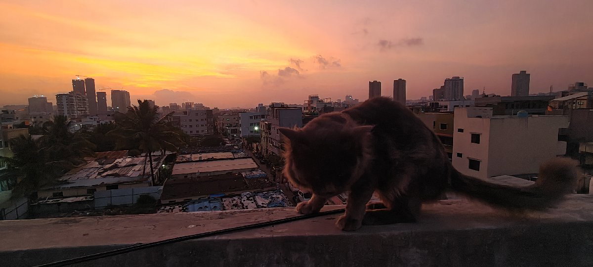 Enjoy beautiful sunset with my 😺Mufasa.