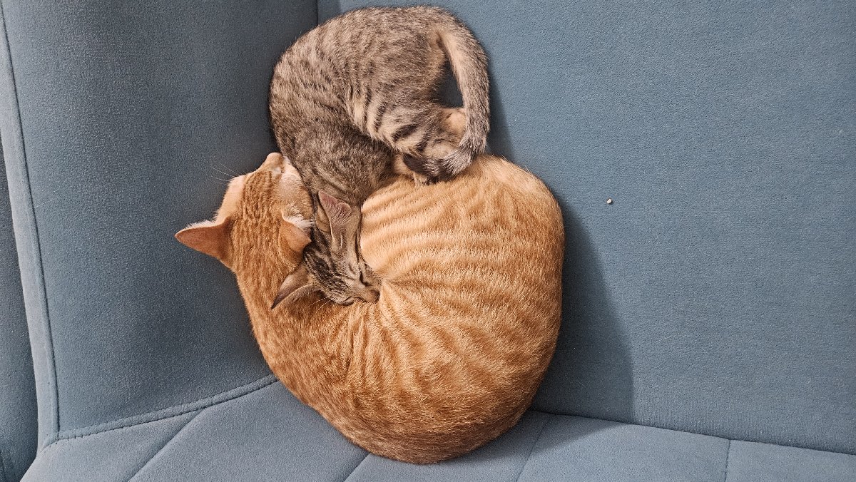 Whoever asked me to get a second cat, I owe them big time!! ๐๐