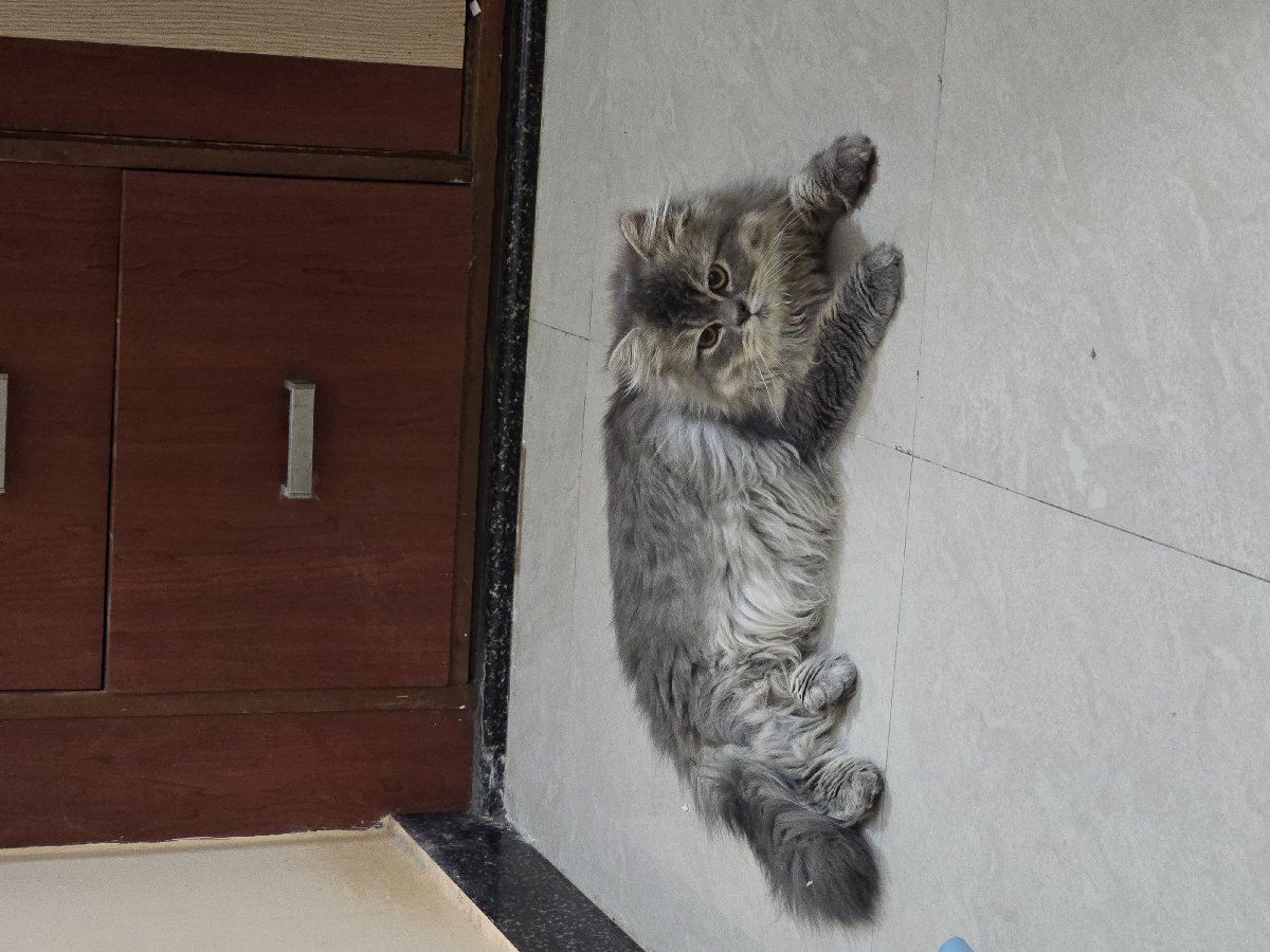 Polla stayed with me and settled right in. 4–9 Oct