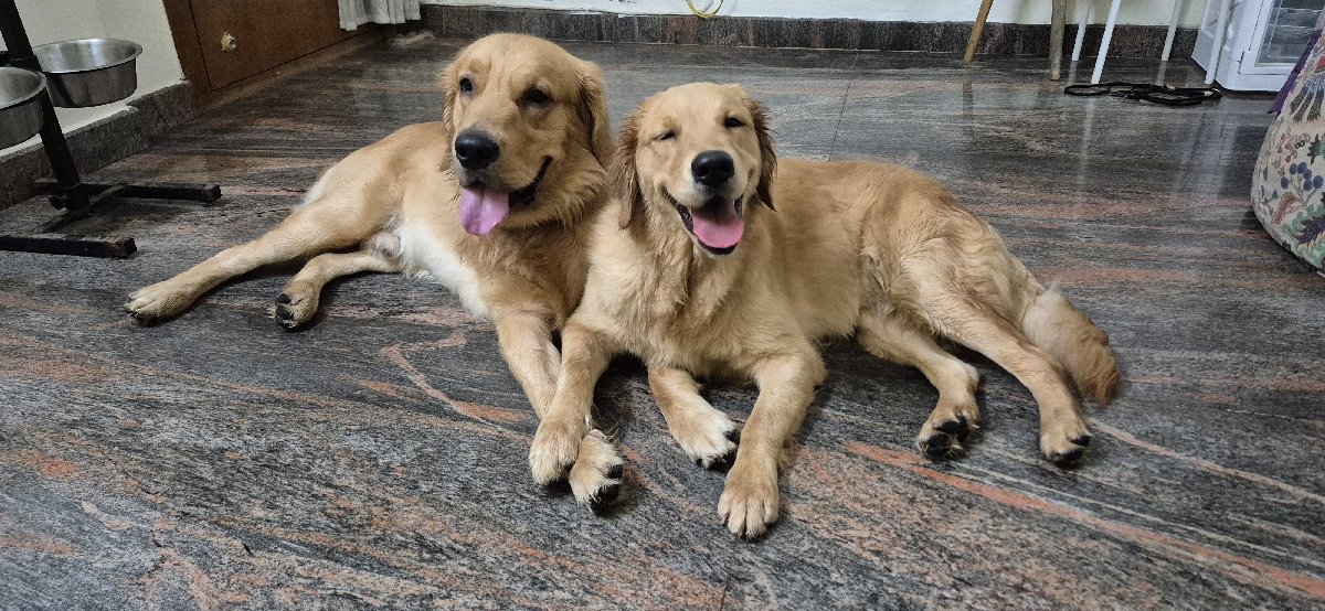 🐶❤️🐾