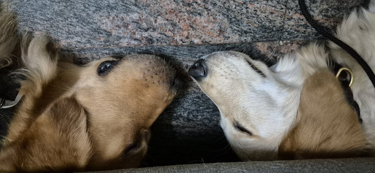 From strangers… to rejection… to finding comfort in each other. 🥹🐾
And somehow, they ended up sleeping like this 🐾🐶❤️
Roxy and Milo 🐶🐾