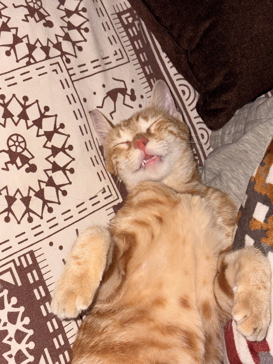 Meet Jojo!