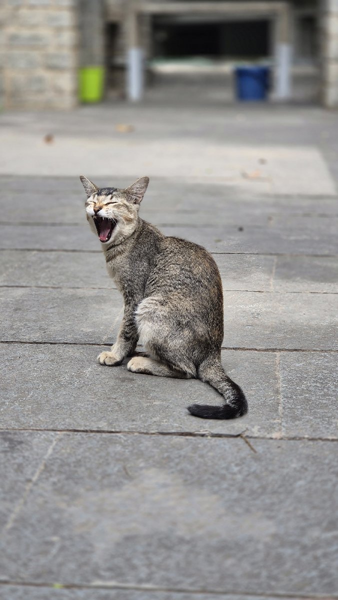 The cutest yawn!