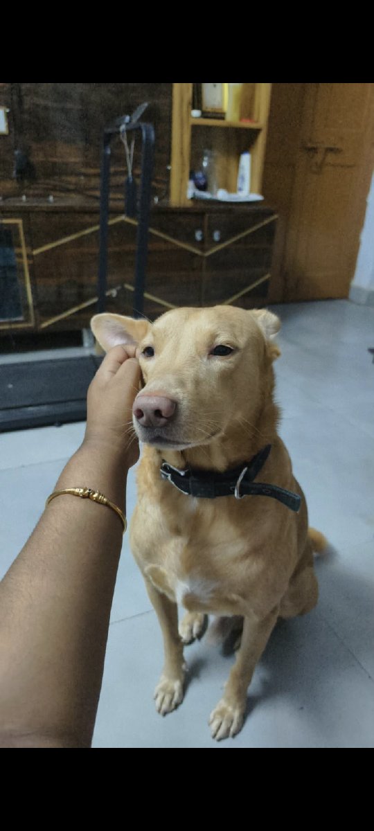 My good boy ✨