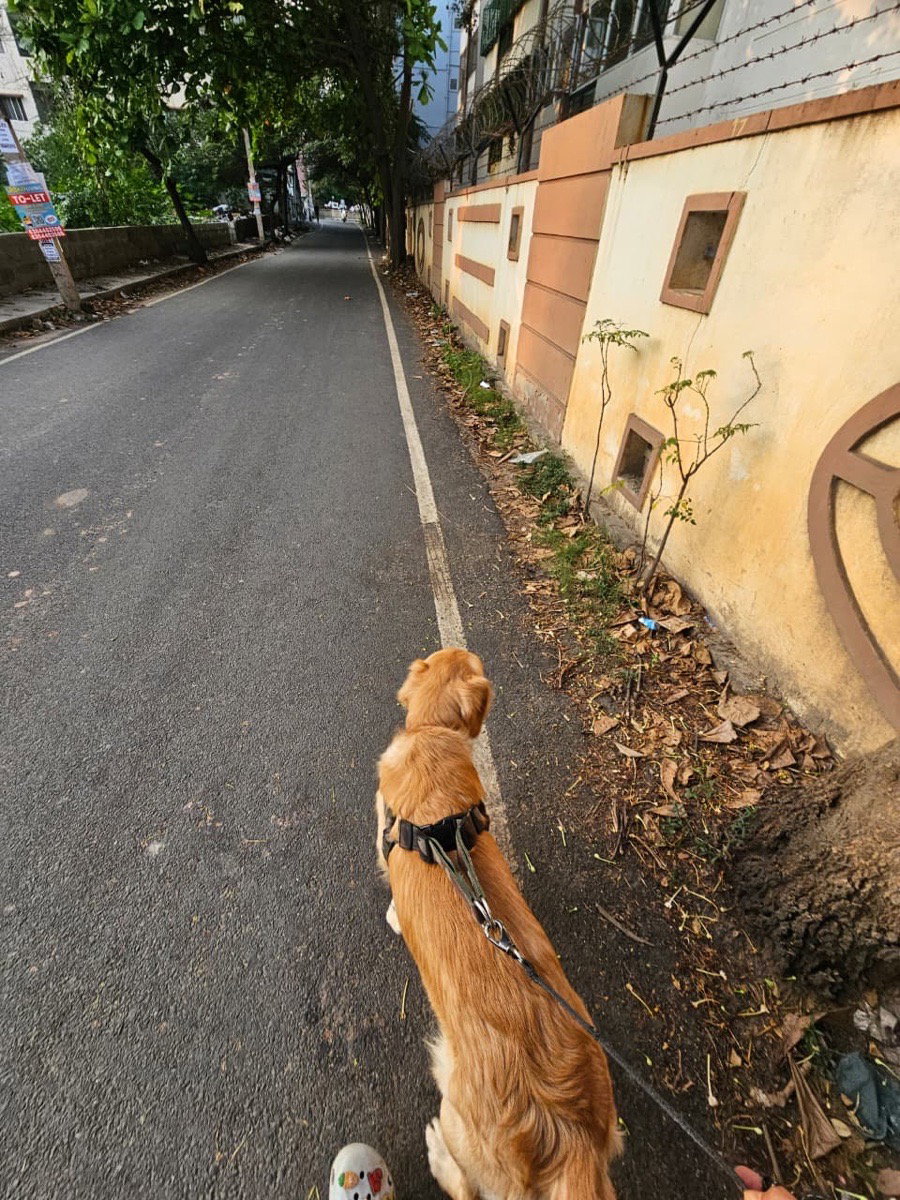 Hedwig stayed with me and settled right in. 3–4 Oct