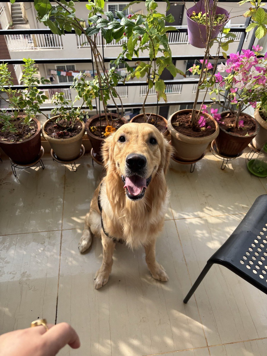 My 1st host. Meet Hedwig the cutiee 🧿❤️