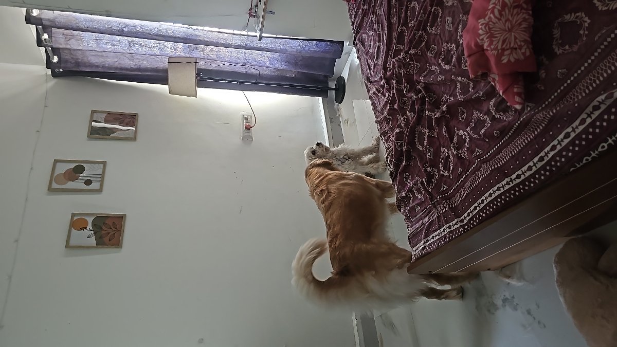Coco stayed with me and settled right in. 8–14 Oct