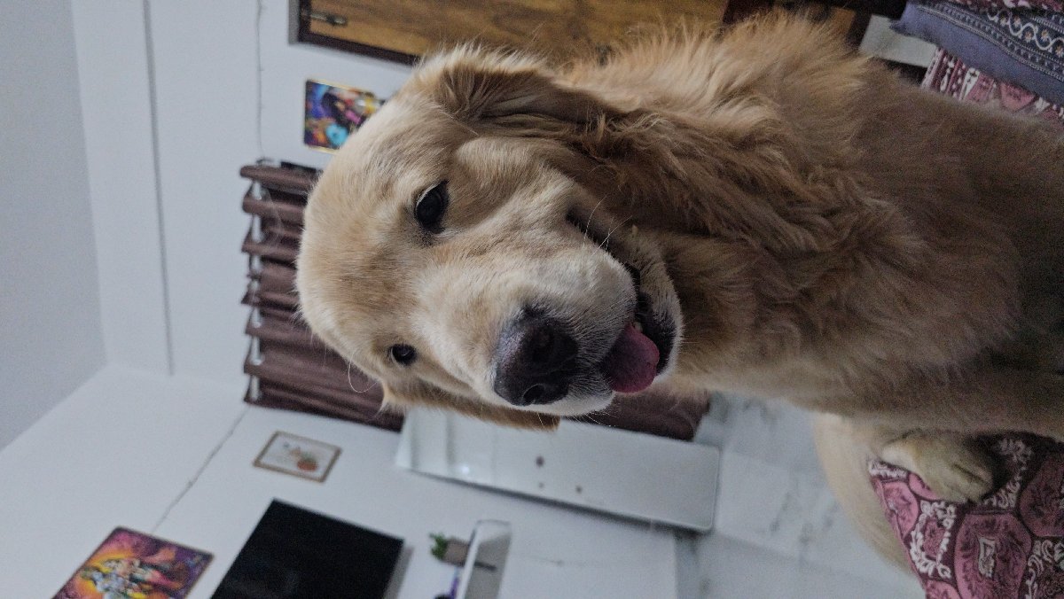 I cared for Lucy Ph from 9β10 Sep. It was short but memorable she is the most cuteeee I have ever seen πΎπΎ