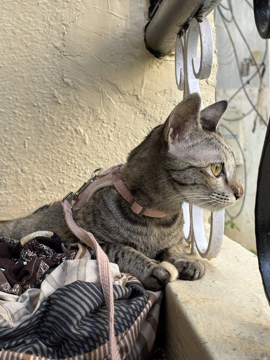 Hi, i am Billu. I turned 1 year few weeks back.. πΎπ