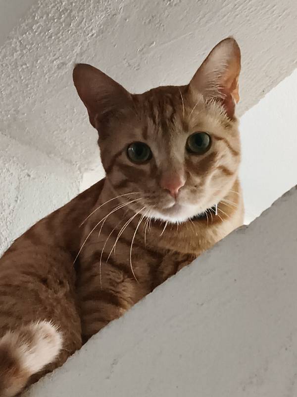I looked after Demetrious “Mighty Mouse” Johnson at home. 5–12 Oct
Such a sweet fuzzball, had the best time with him 💕😛