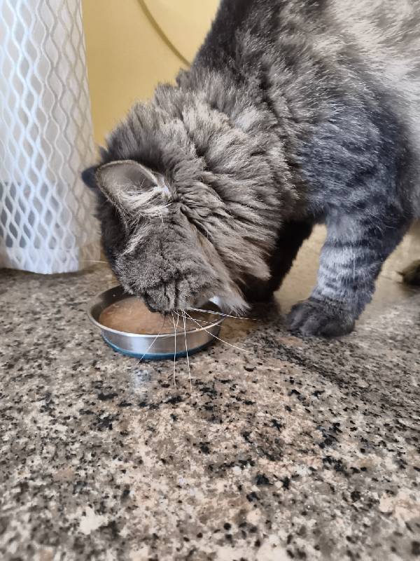 I looked after Kappi at home. 9–11 Oct. such a cutie he is.