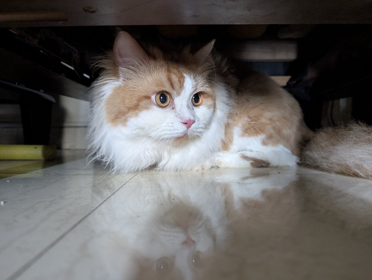 Bingo is such a cutiee piee... Can't wait to see him again ๐ป๐พ