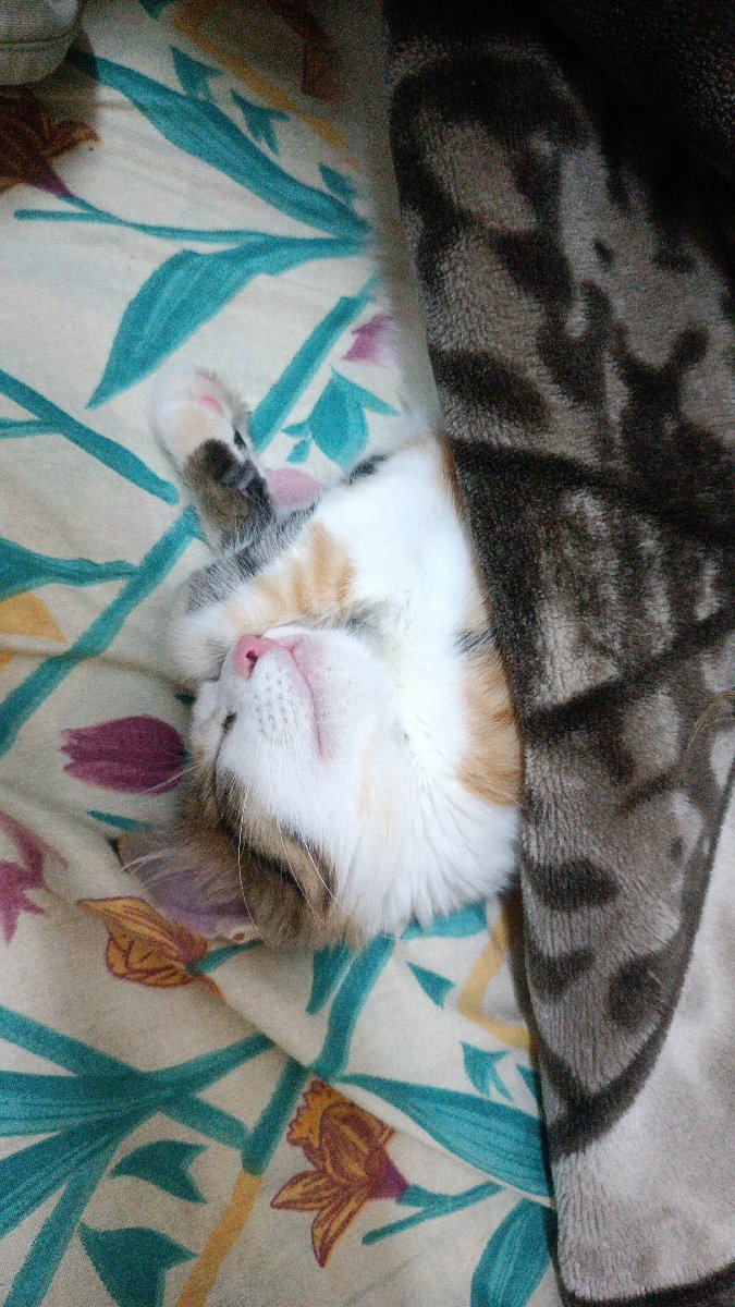 Meet Oru. Princess