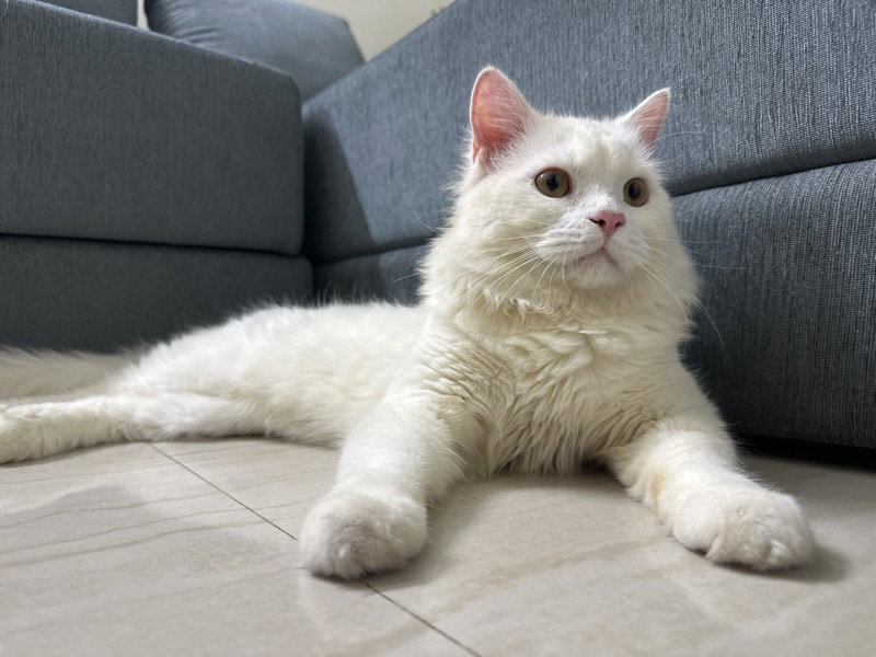 Had the absolute pleasure of hosting this adorable boy Momoi while his parents were away on vacation. He settled in beautifully and was such a sweet, loving companion throughout his stay. We made sure he had plenty of attention, playtime, & comfortable space to feel right at home.
As a Zauffy Superhost, I love giving every pet the care, patience, and individual attention they deserve. Seeing them happy, relaxed, and comfortable while their parents are away is what makes hosting so rewarding