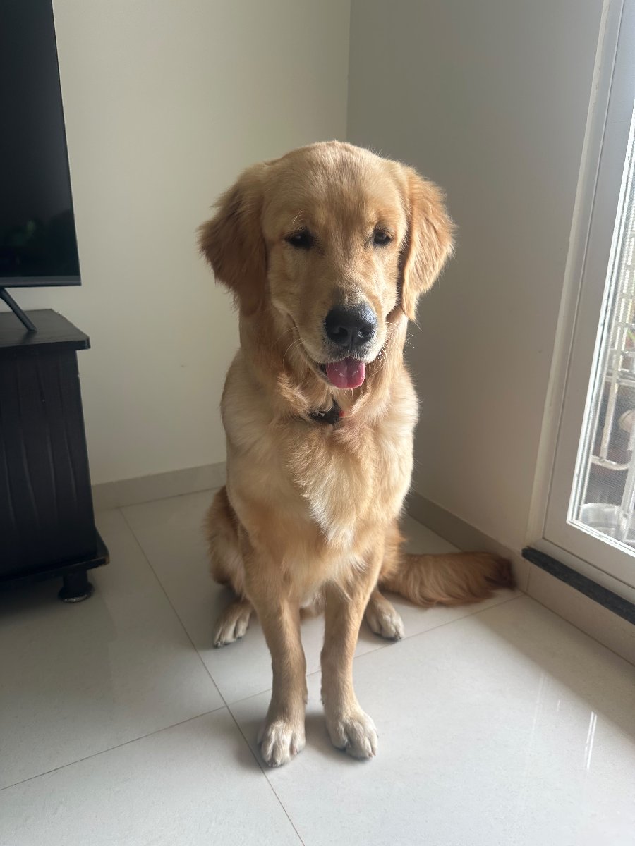 🐾 Not just a stay. A little holiday away from home. 🏡❤️
Simba arrived a little unsure, but by the end of his stay he was happily playing with Dash, enjoying his walks, eating well and settling in like one of our own. 🐶❤️