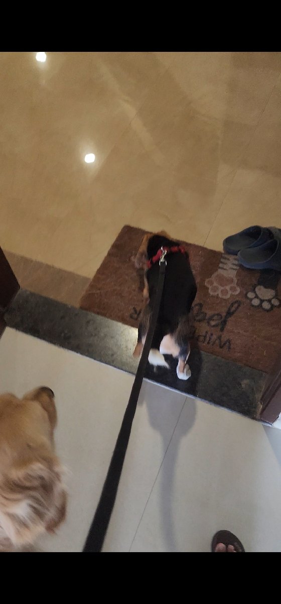 🐾 Some stays are full of energy, mischief & new friendships! ❤️
Bella came to us full of energy and curiosity — and by the end of her stay, she was happily playing with Dash, exploring every corner of our home and settling in like she belonged here. 🐶🐶❤️