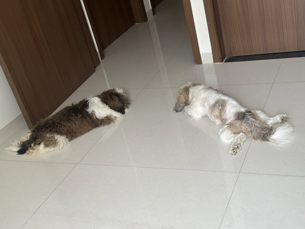 ๐พ Not just a stay. Two little personalities, a new routine, lots of play and a whole lot of memories. ๐ก๐ถ๐ถโค๏ธ