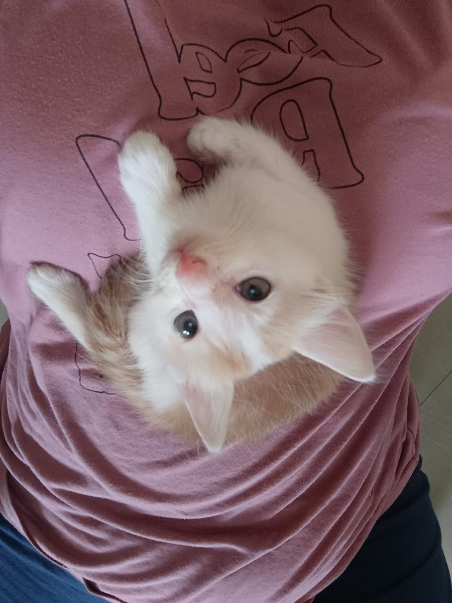 Kirti's cat house first host. I am proud to say that he was happy to stay at our residence. ❤️
Ps: cutest first clent 🤌