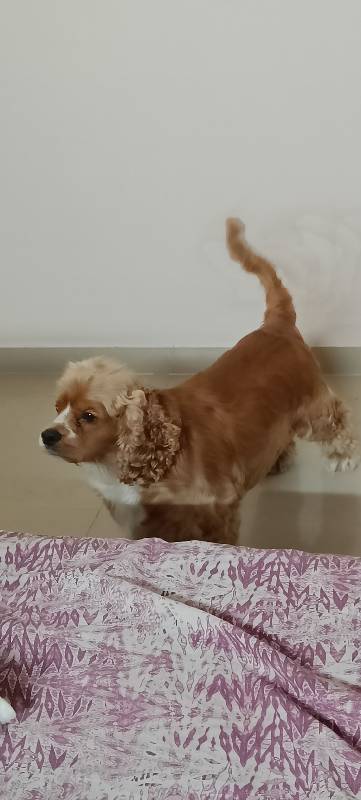 Simba stayed with me and settled right in. 17–21 Sep