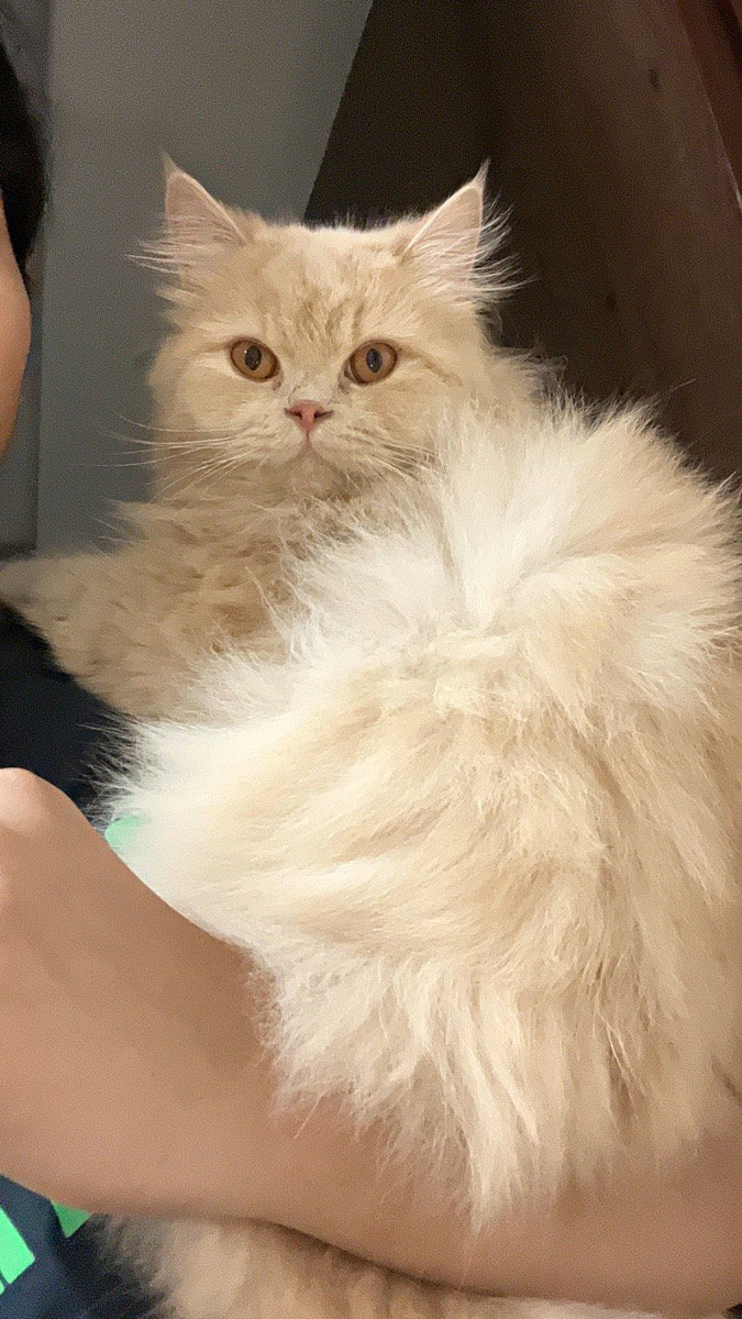Meet my Lucy 🧿🤗♥️