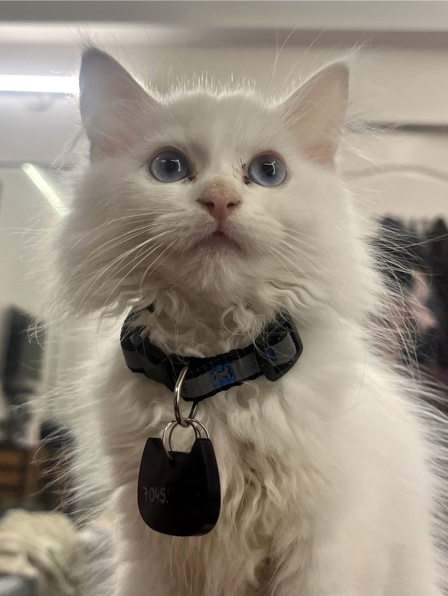 Got a new collar for mahaa which has her name engraved on it…