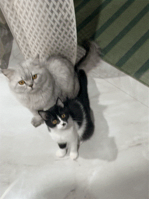 It breaks my heart to say this but I am giving my cat for adoption bcz i am relocating and i do not have enough money to take them with me
its very expensive for me.
please reach out if interested
Instagram- purrrfectss