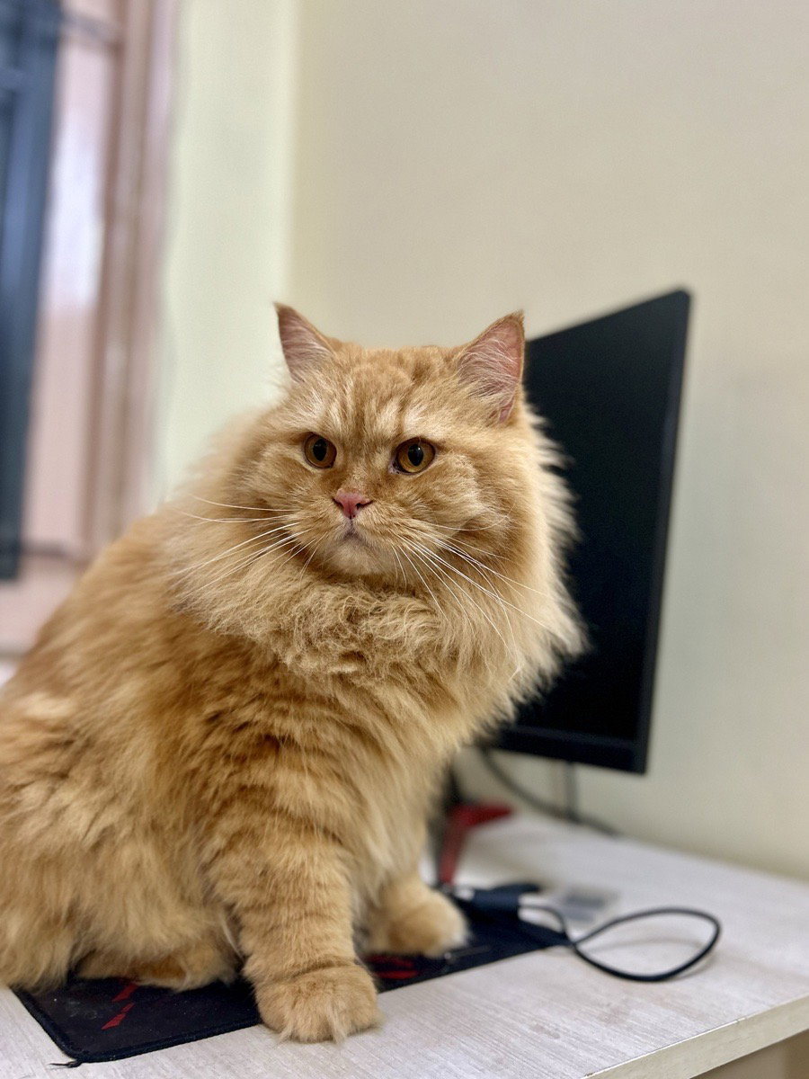 Hosting this furball for the third time 🥰